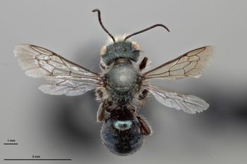 Media type: image;   Entomology 793378 Aspect: habitus dorsal view